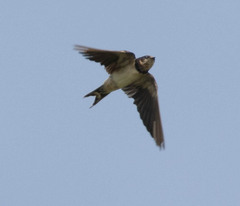 Hirundo rustica