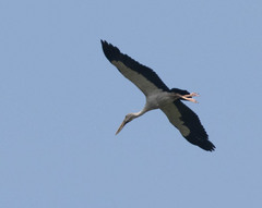 Anastomus oscitans