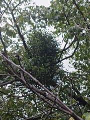 Viscum rotundifolium