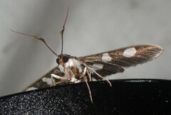 Desmia maculalis