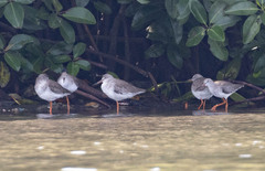 Tringa totanus