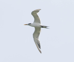 Sterninae
