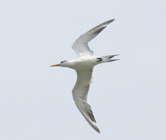 Sterninae