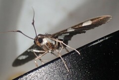 Desmia maculalis