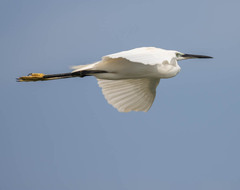 Egretta garzetta
