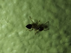 Crematogaster ashmeadi