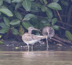 Numenius phaeopus