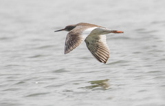 Tringa totanus