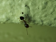 Crematogaster ashmeadi