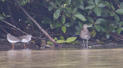 Numenius phaeopus