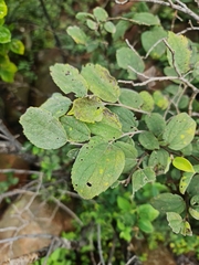 Celtis africana