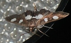 Desmia maculalis