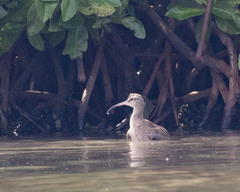 Numenius phaeopus