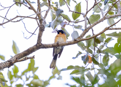 Symposiachrus trivirgatus