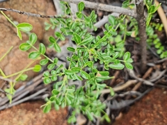 Zanthoxylum capense