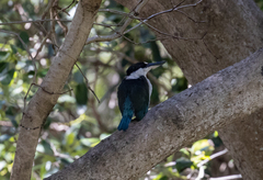 Todiramphus sordidus