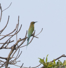 Merops philippinus