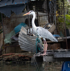 Ardea cinerea