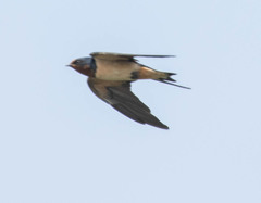 Hirundo rustica