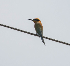 Merops philippinus