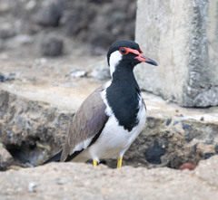 Vanellus indicus
