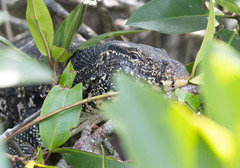 Varanus salvator salvator