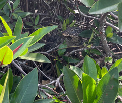 Varanus salvator salvator