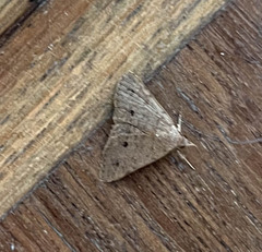 Lepidoptera