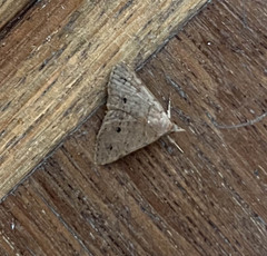 Lepidoptera