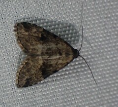 Dyspyralis illocata
