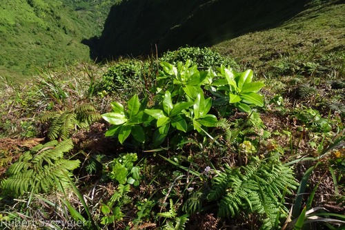Myrsine pukooensis observed 2023-01-13