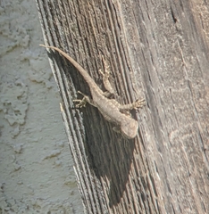 Sceloporus occidentalis