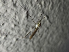 Gonomyia
