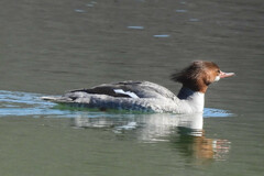 Mergus merganser americanus