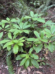 Rhododendron macrophyllum