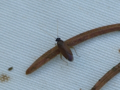 Plesiodema pinetella