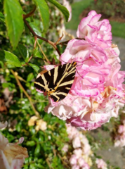 Euplagia quadripunctaria