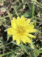 Pyrrhopappus pauciflorus