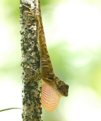 Anolis cobanensis