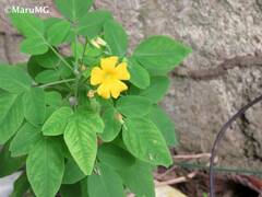 Oxalis frutescens