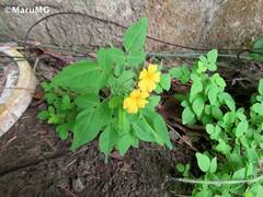 Oxalis frutescens