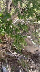 Diospyros texana