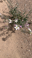 Nerisyrenia camporum