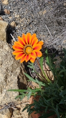 Gazania linearis