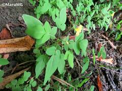 Oxalis frutescens