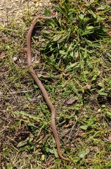 Contia tenuis