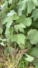 Gossypium tomentosum