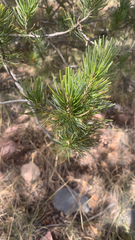 Pinus cembroides