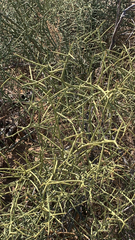 Koeberlinia spinosa