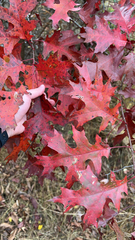 Quercus coccinea